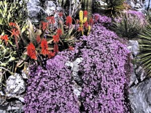 des fleurs rouge constituées de grappes errigées vers le ciel et des fleurs violettes tombant en cascades sur les rochers