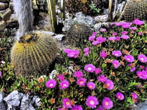 les fleurs fushia des "Carpobrotus acinaciformis" du jardin exotique, jouxtent les cactus sphériques "Kroenleinia grusonii"